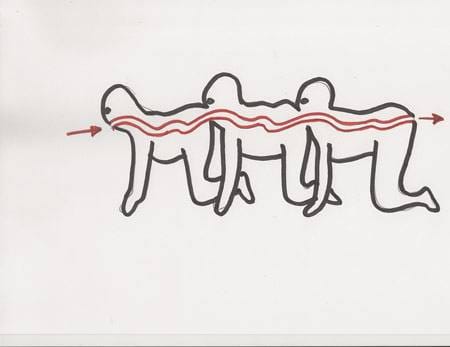 the human centipede