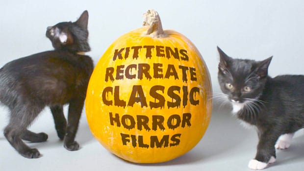 kittens-horrorfilms