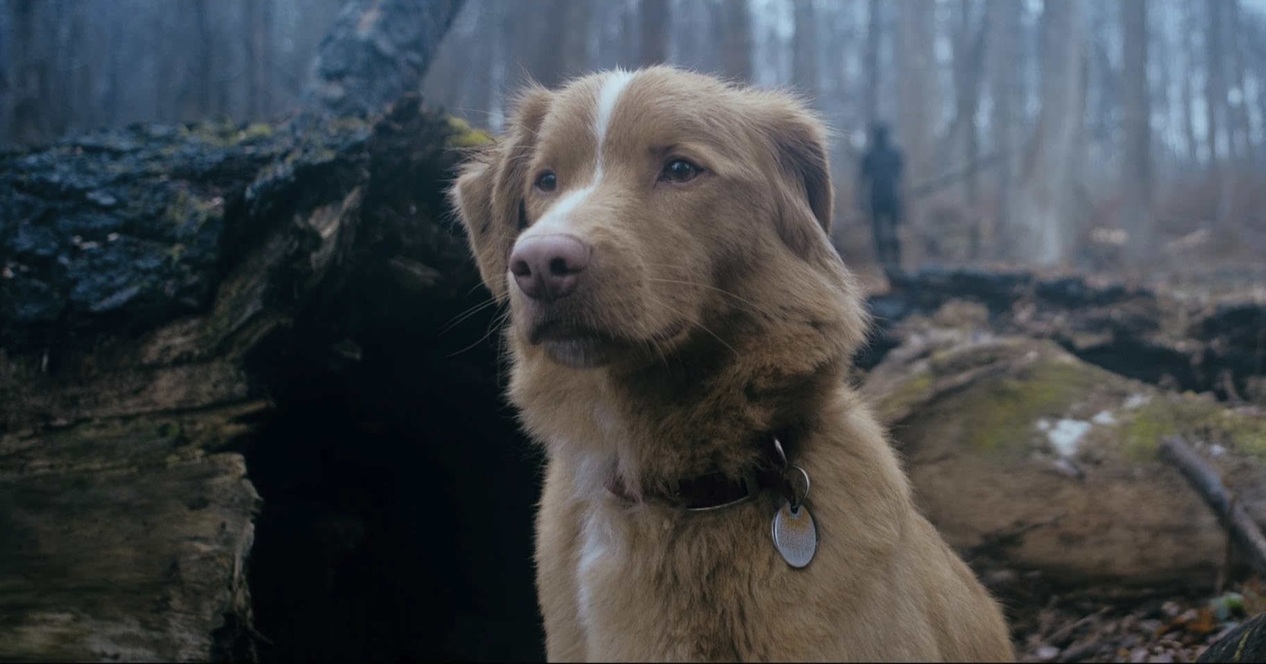 Recensie: Good Boy - Door de ogen van een hond