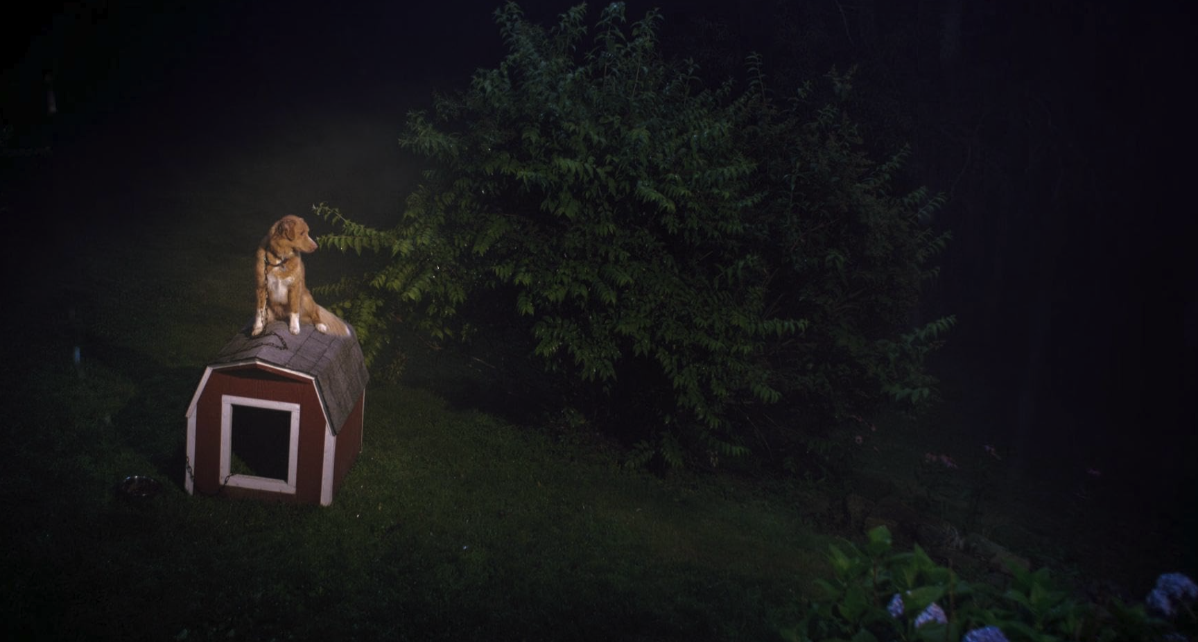 Recensie: Good Boy - Door de ogen van een hond