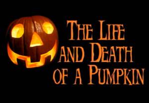 The Life and Death of a Pumpkin (Aaron Yonda)