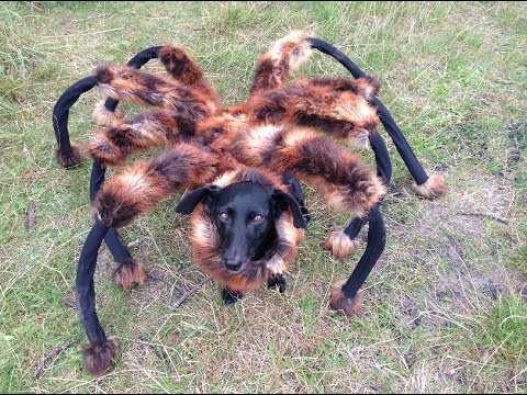 Video: Mutant Giant Spider Dog